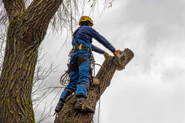 The Steps Involved in Our Tree Care Process in Taylorsville, UT